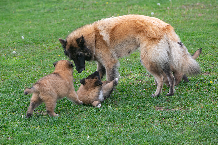 Xena met pups
